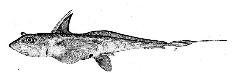 Chimaera monstrosa_0001.jpg